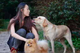 为什么养“大型犬”，多数是女生？因为它有这些特点图片