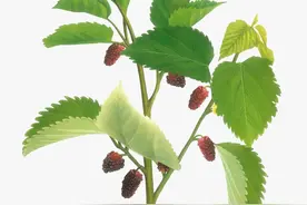中药古今研究：桑枝图片