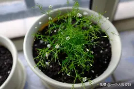 满天星有什么种植技巧？图片