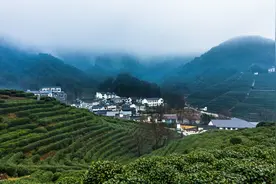 西湖龙井茶五大核心产地，谁才是龙井之巅？图片