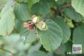 野性贵州 有问必答丨千万别小瞧它，长相普通却用途广泛，果实营养丰富图片