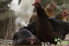 绿壳鸡蛋是染色的？蛋壳颜色越深营养越高？这些关于鸡蛋的事儿你要知道图片