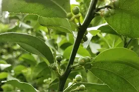 5月柑橘挂果树管理要点，控夏梢保果最关键的一个月！图片