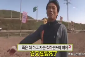 韩国大叔立志训一百匹马，谁知道碰上一匹戏精马：梦想越走越远图片