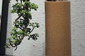 金枝玉叶粗壮葱翠才美，做对几点轻松营造图片