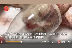东方快评丨对“用开水烫怀孕母猫”的施虐者，法律要“站出来”图片