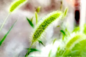 狗尾巴草不只是童年的记忆，它大大的价值不该被忽略和遗忘图片