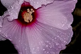 阿春手机拍花之 芙蓉葵图片