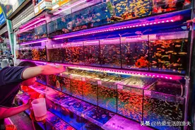小型观赏热带鱼，哪种容易饲养还经济实惠？强烈推荐这七种小鱼图片