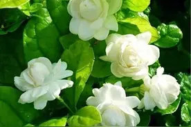 茉莉如何能养好？照着做，这样养，叶盛花繁、风姿楚楚、芳香宜人图片