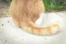 行动不用过脑子的猫尾巴，和猫咪真的是两种不同的生物吗？图片