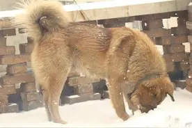老猎人的故事图片