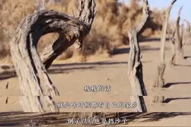七旬夫妻长居沙漠18年种下4000亩梭梭，所有坚持都事出有因图片