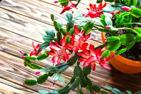 蟹爪兰步入“盛花期”，想要花期长，要记得：一少、二多、三控图片