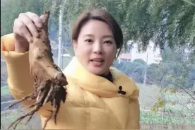 央视女主持刘芳菲不上班跑去挖笋，穿羽绒服，超模腿跟竹子一样细图片