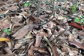 农村里长在人们身边的宝贝，特别喜欢白蚁巢，价值和灵芝虫草相当图片