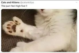 “我家猫，多趾多福！”图片