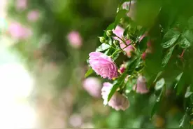 【醉美雍阳】蔷薇花满墙，武清这个地方花事正当时图片