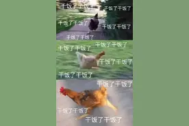 干饭表情包图片