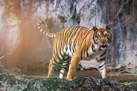 老虎突然扑来，把现场采访的记者追上树。此事发生在东方红林业局图片