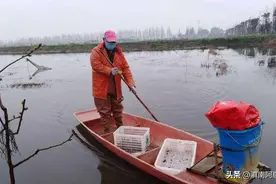 小龙虾脱壳是必然因素？养殖户重视脱壳期管理，才能确保养殖效益图片