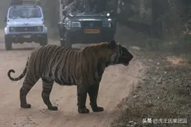 传奇虎王巴梅拉：与十几只雄虎交战，体验了从巅峰到陨落的车轮战图片