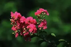 盛夏的虹口公园太美了！小虹邀你一起游~图片