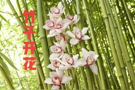 “竹子开花，马上搬家！”真那么邪乎吗？事实告诉你答案图片