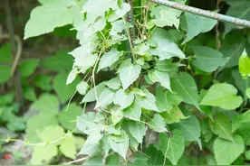 何首乌的种植方法图片