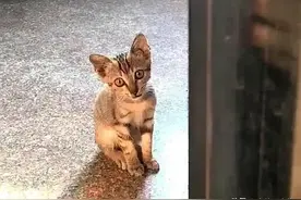 小流浪猫主动上门求收养，趴在门缝向里张望：您家缺猫吗？图片