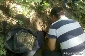 林中挖到近五万枚银币，但是必须上交国家，仍可得文物30%的价值图片