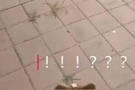 流浪在外的“孙悟空”巧遇"哮天犬"  近日沧州街头这一幕吸引了不少路人图片