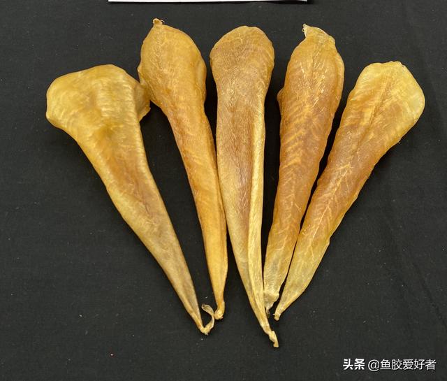 鱼胶是不是花胶 2026年鱼胶是不是花胶的一种