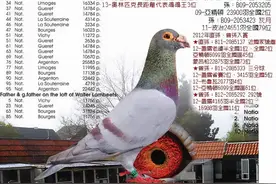 杰夫.范温克，镇舍种鸽黄杠图片