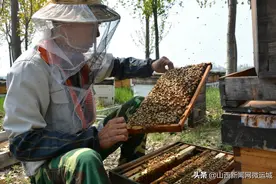 环境优美百花艳  幽香沁心引蜂来图片