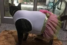 给猫做了件衣服和裙子，但这是不是有点太小了？图片