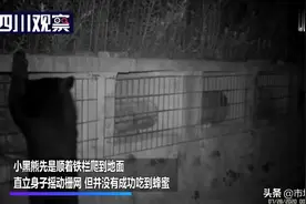 四川绵阳一3岁小黑熊闯入蜂场偷吃蜂蜜 一晚上吃15斤图片
