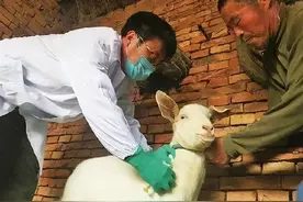 「微课堂」奶山羊需要注射哪些疫苗？你记住了吗？图片