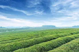 趣谈茶事｜茶在先秦图片