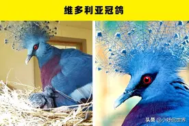 罕见且珍贵的鸟类：5种有钱也未必能够买到的鸟类图片