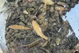 笋壳鱼？广东韶关小河里“小黑鱼”泛滥，有人一天钓上百条图片