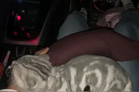 虎斑猫剃完毛后花纹消失了，主人一头雾水：难道被调包了？图片