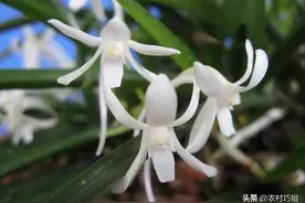 兰花如何鉴别？图片