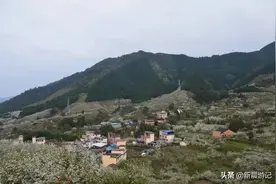 梨花，灌阳最美图片