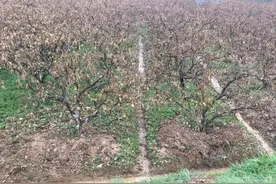 又现“砍树潮”，果农何去何从？图片