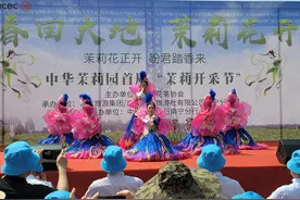 五一假期好去处 南宁横县中华茉莉园首届茉莉花开采节开幕图片