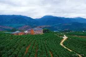 褚橙：智慧农业结果实图片