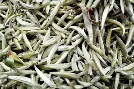为什么茶叶泡得竖起来就是好茶？茶叶竖起来的原因是什么？茶农说图片