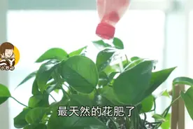 西红柿烂了，都不要扔，告诉你这个方法特别实用图片