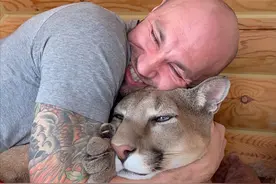 养美洲狮不够夸张，还要将猎豹也当成大猫养，这俄罗斯夫妇又火了图片
